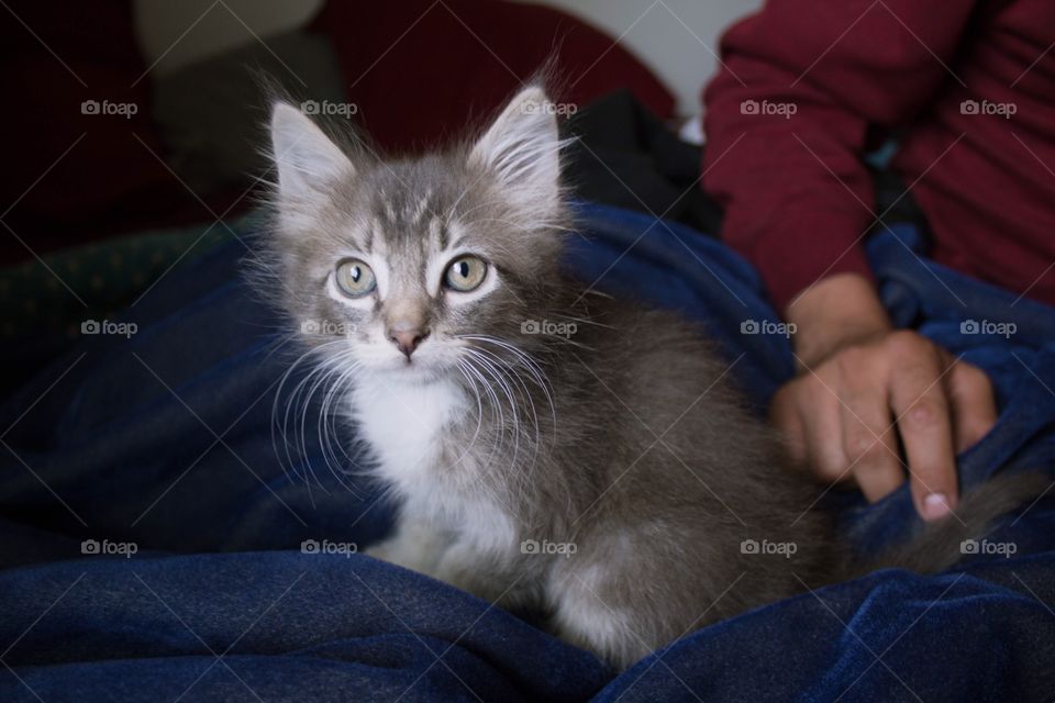 Small green-eyed fuzzy gray tuxedo kitten calmly sitting on a navy blue blanket with his owner’s hand in the background