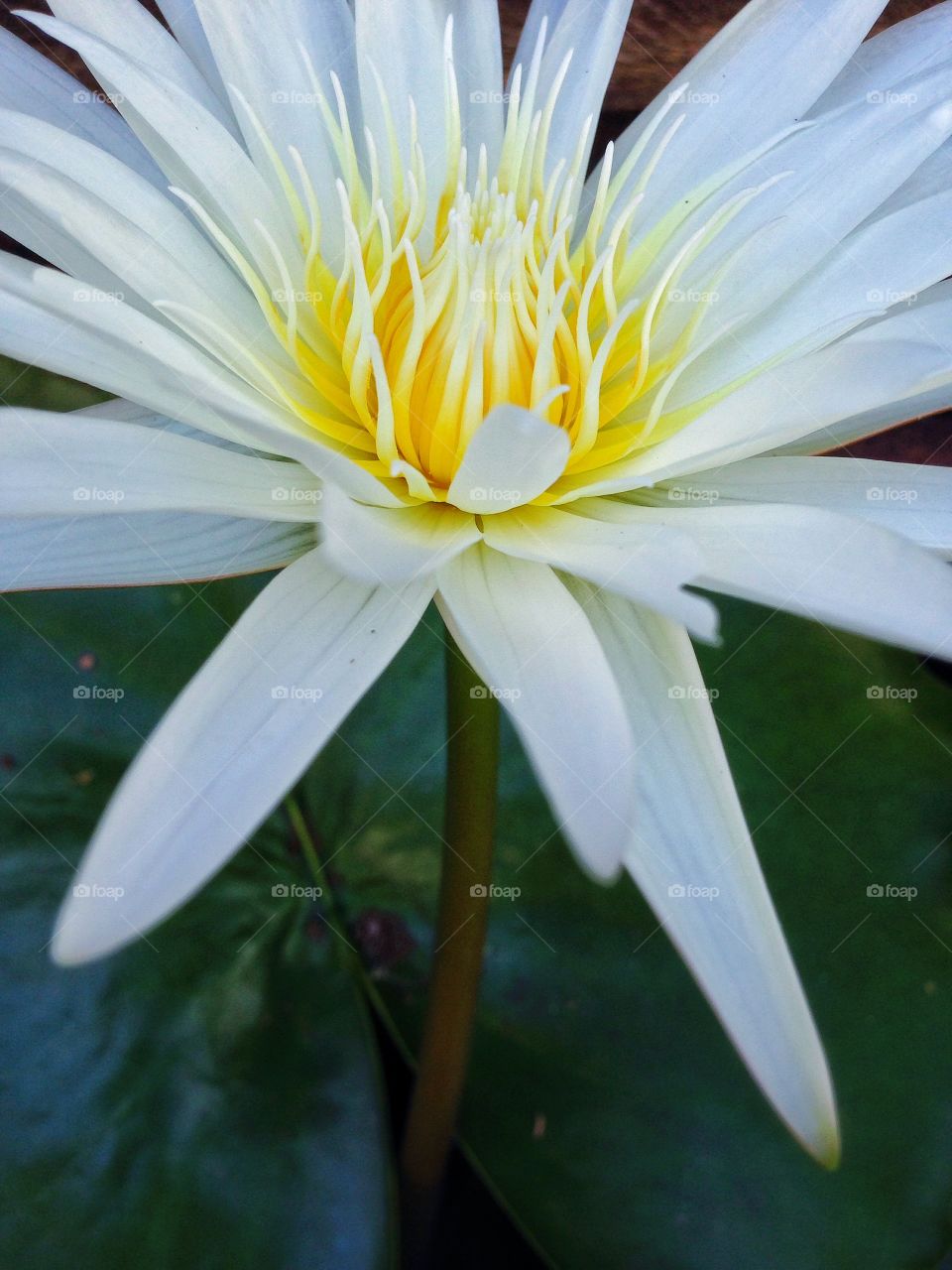 Lotus white