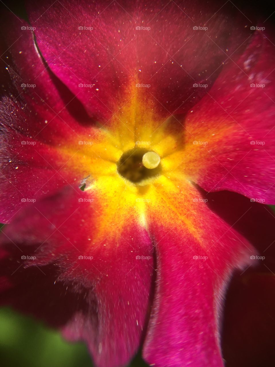 Red Primrose closeup