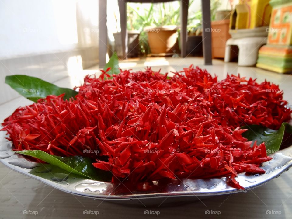 Capturing beautiful flowers at my balcony 