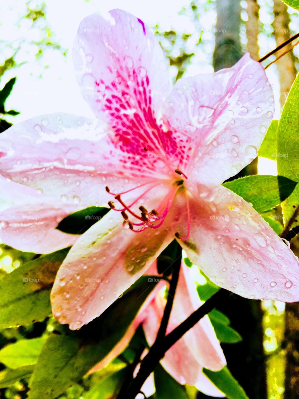 Beautiful pink flower 