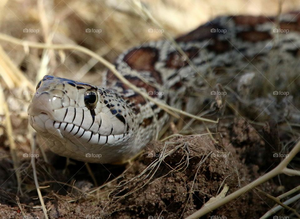 Gopher Snake in the Desert