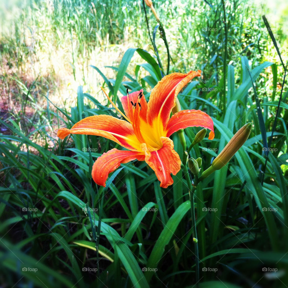 orange day lily summer by serenitykennedy