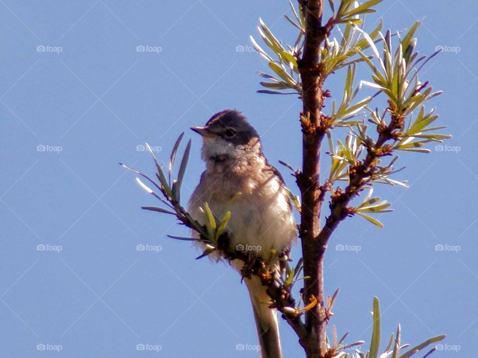 Dorngrasmücke im Baum