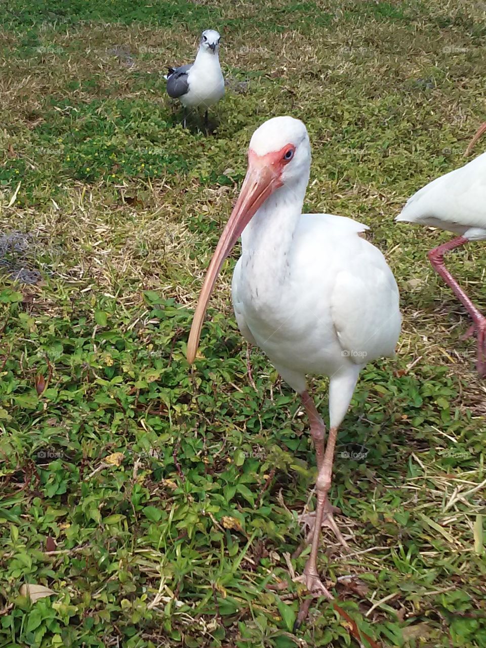 White ibis walking on grass