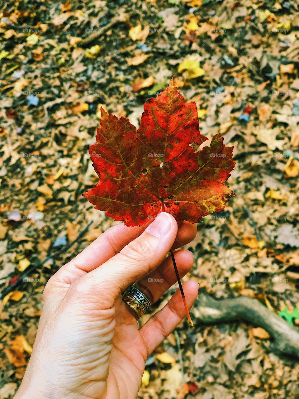 First Signs Of Autumn, Red Leaf In Woods, Red In The Forest, Leaves Changing Color, Fall Time In New York, Cold Springs Harbor 