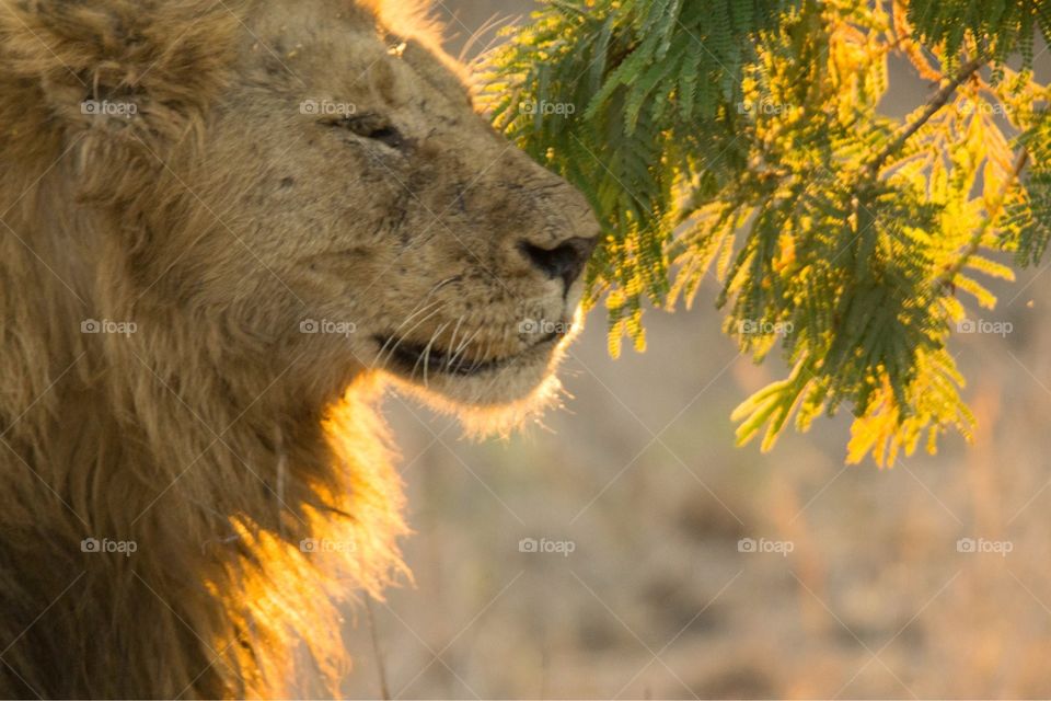 South African Lion