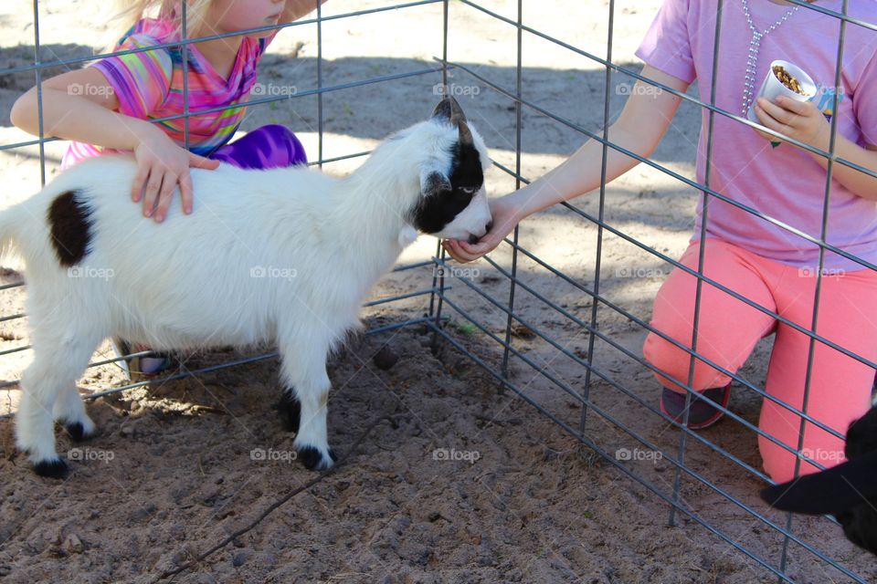 Goat and girls in shades of pink