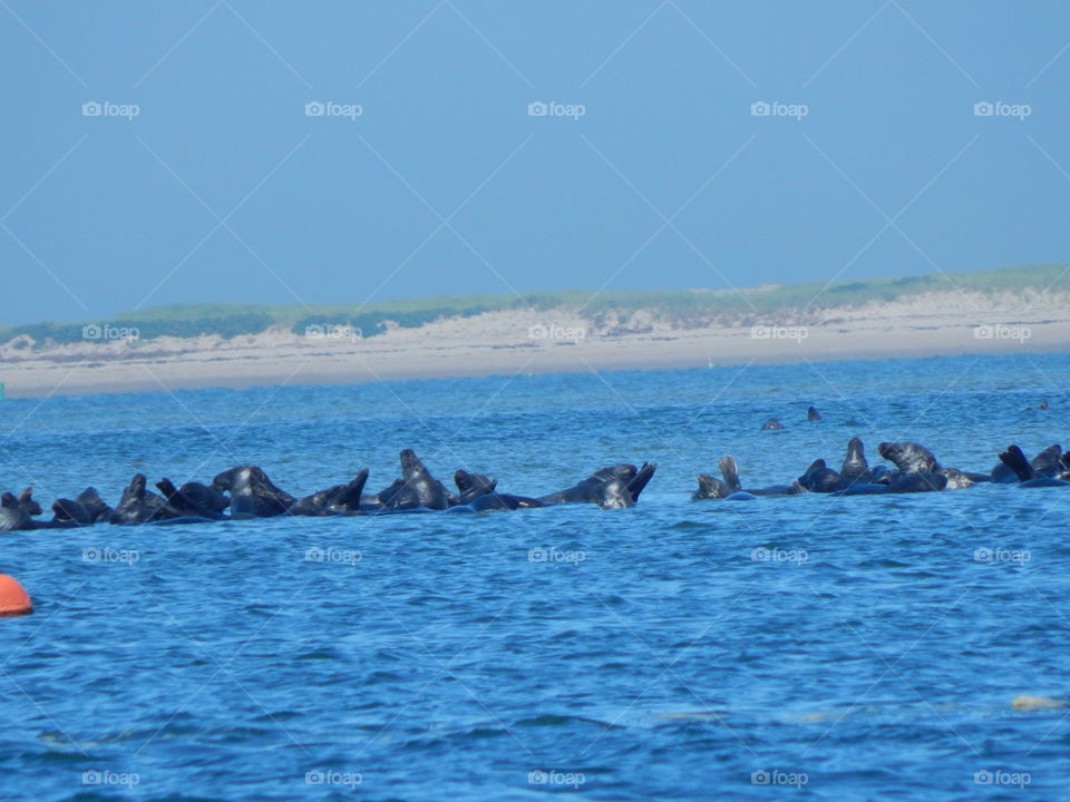 Seals in Cape Cod