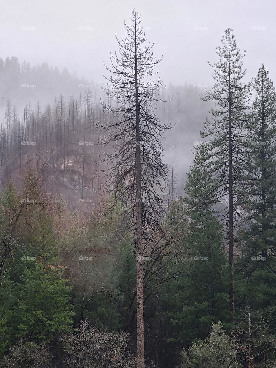 California morning in the forest, after the wildfires