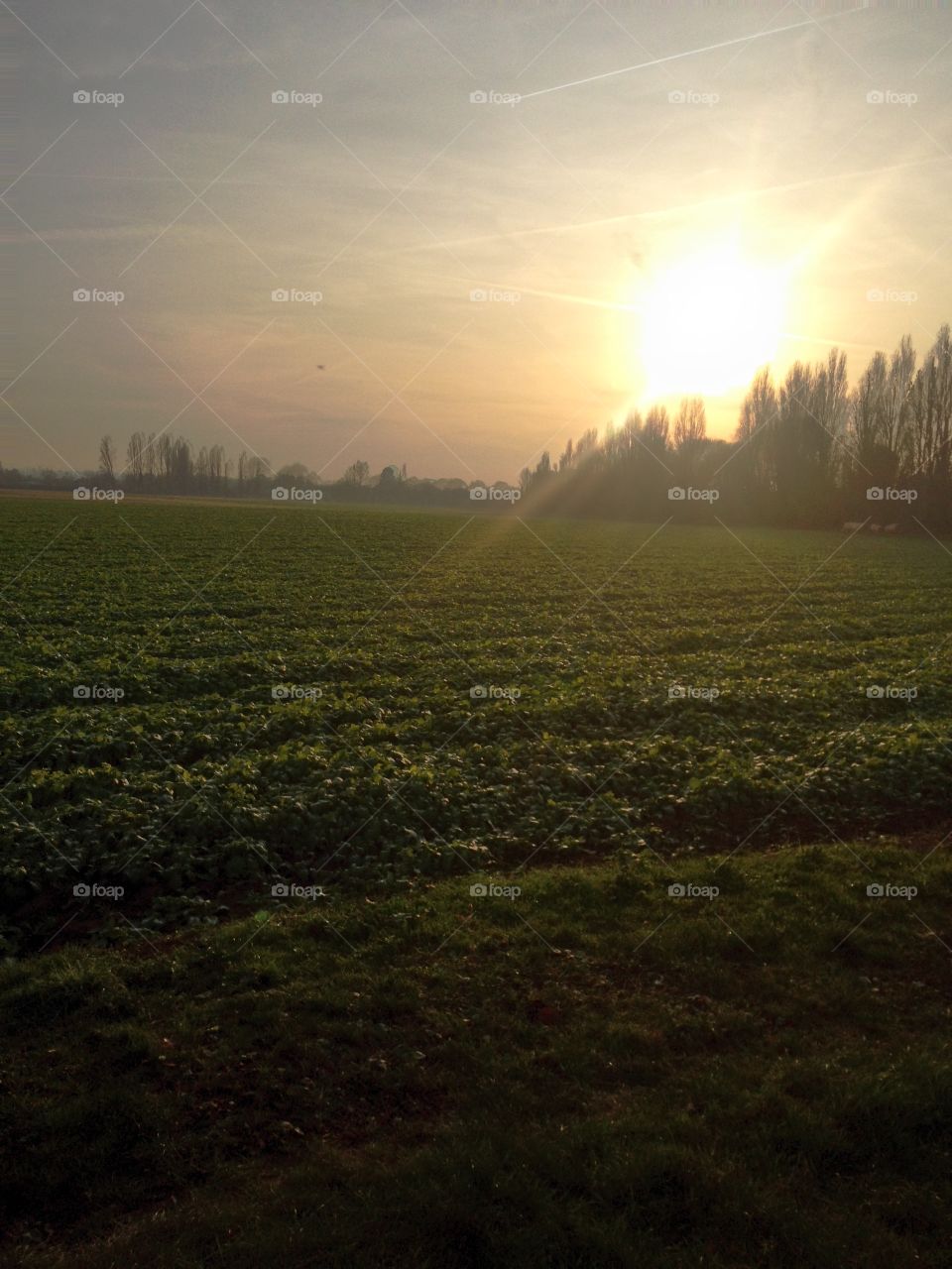 Farming field at sundown