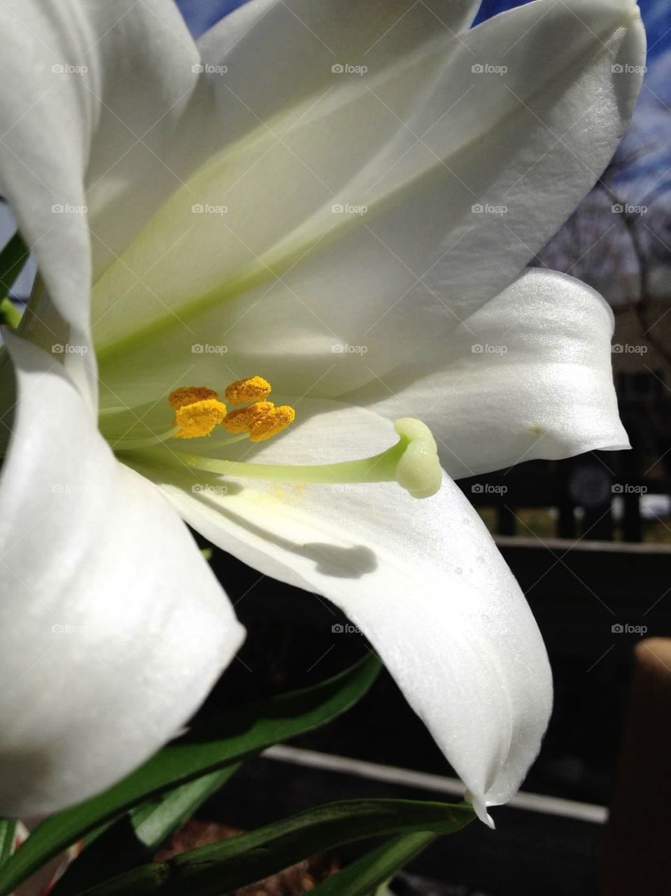 Easter Lily