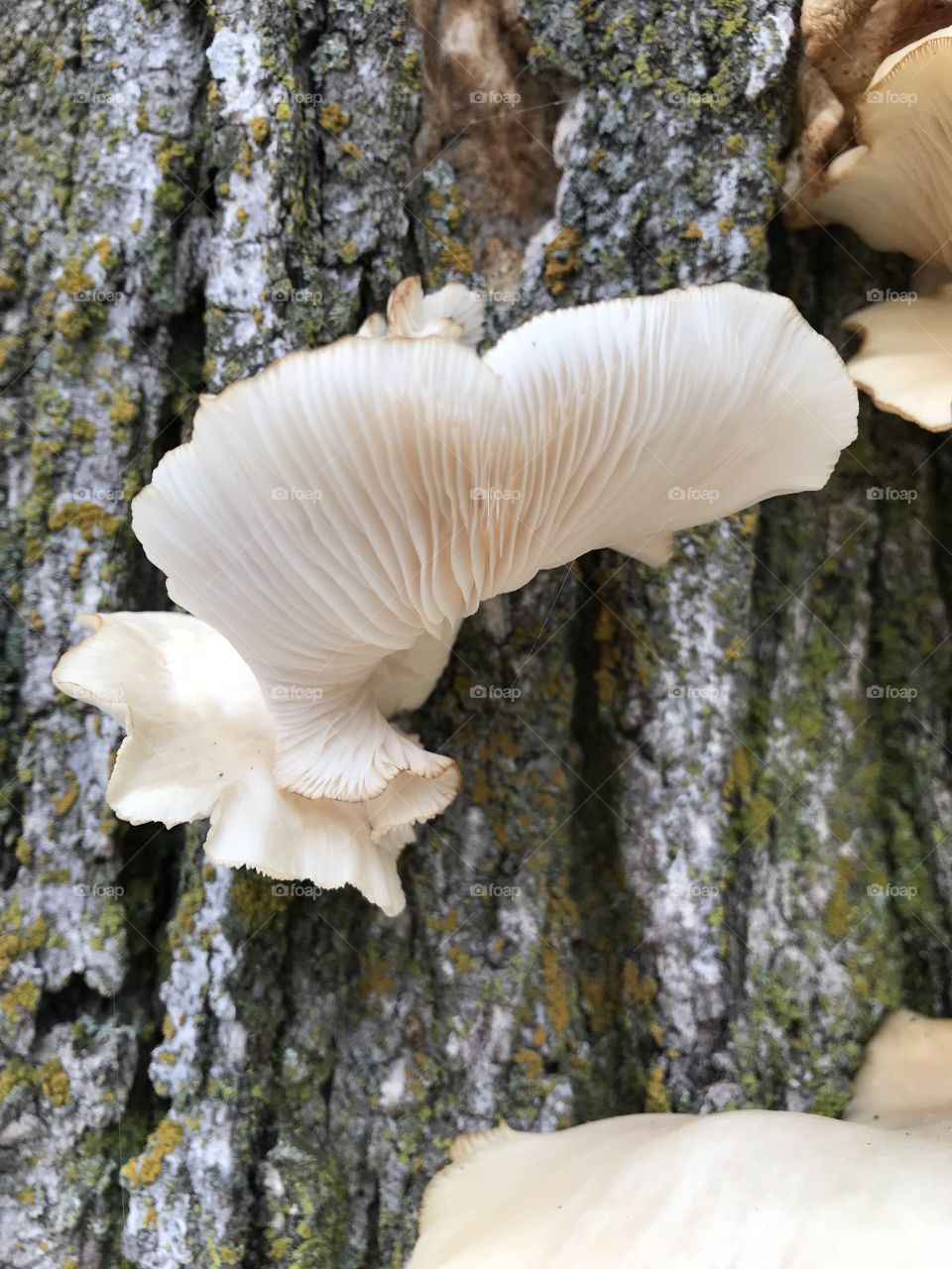 Tree fungi 