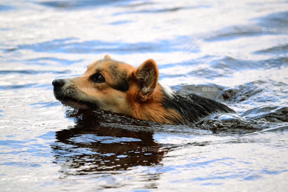 Dog swimming