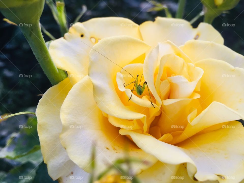 Роза жёлтая 