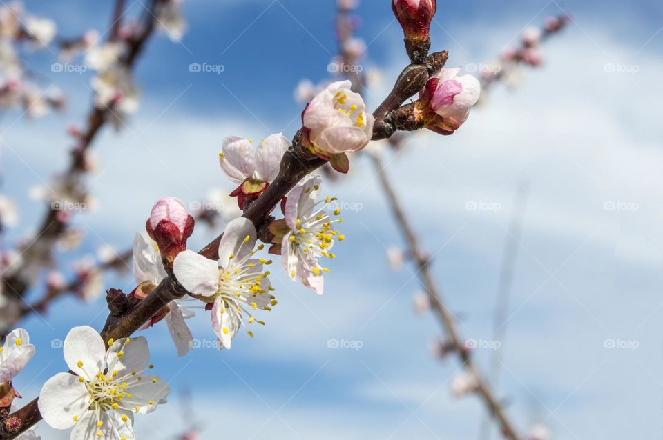 Branch of blossoming apricot.