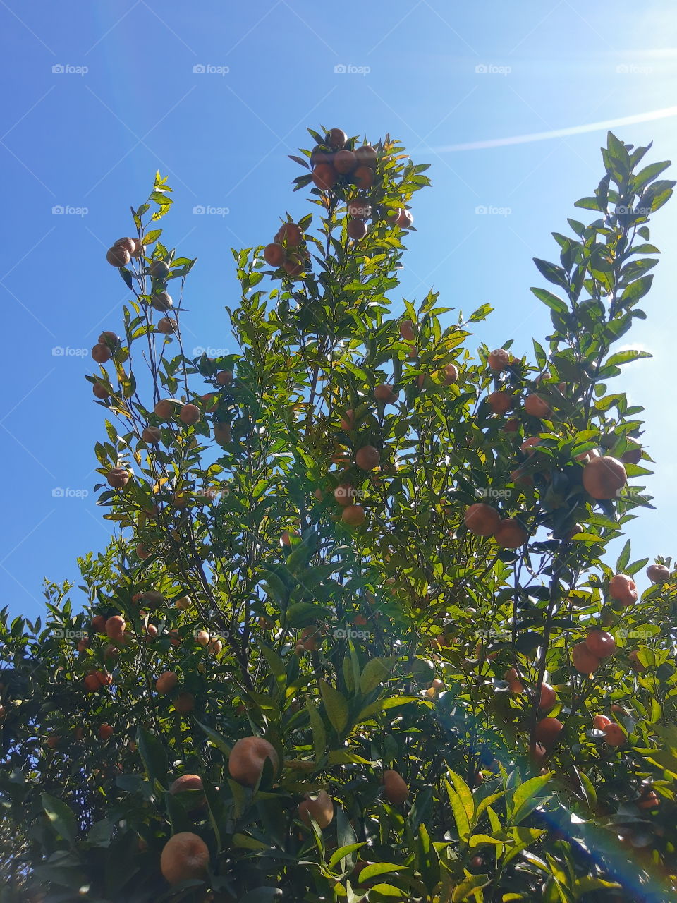 tangerines trees and marmalade skies