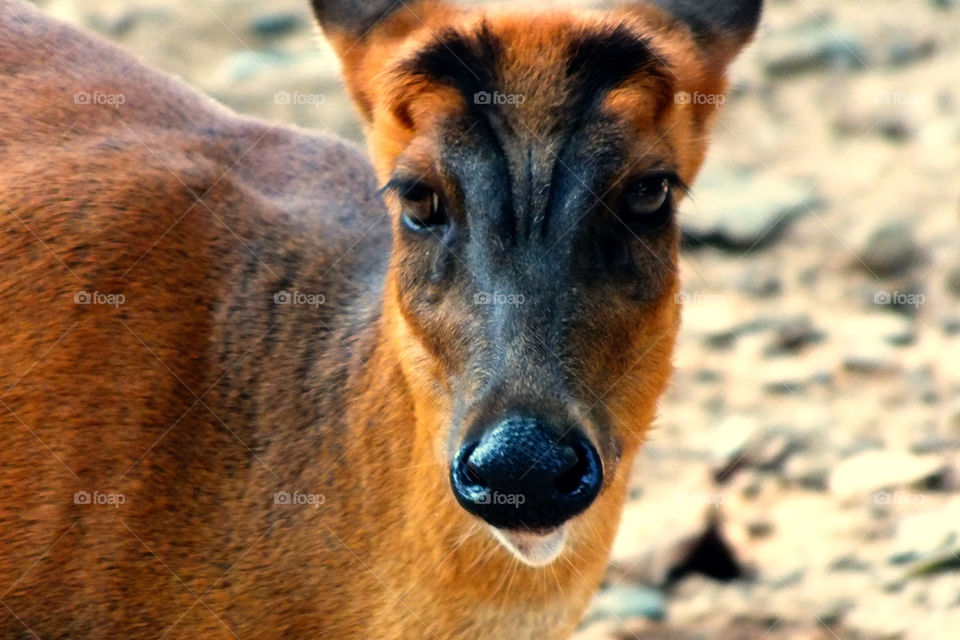 Indian rare forest deer called Indian muntjac