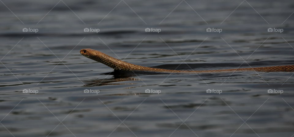 king brown snake