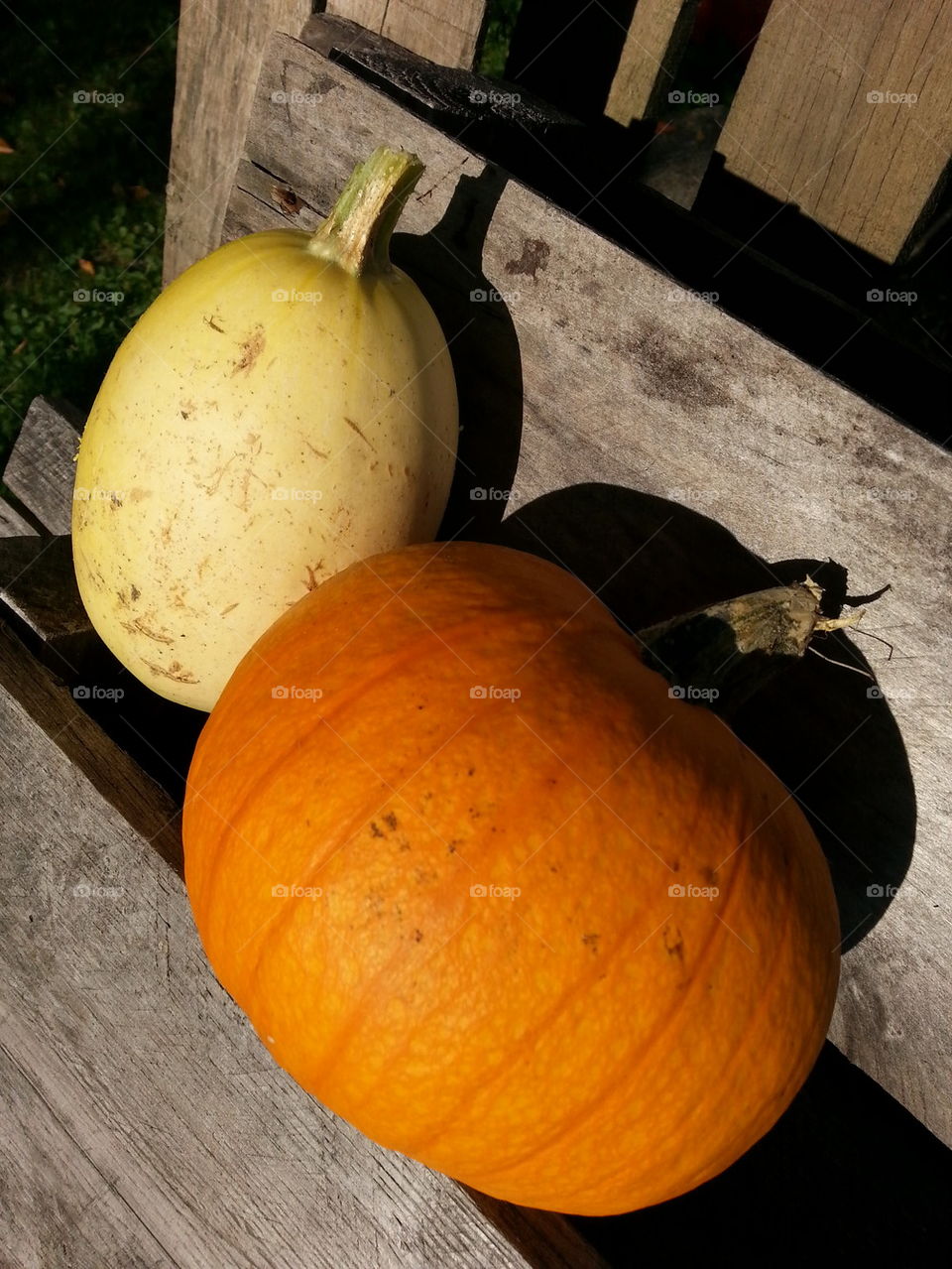 pumpkin and squash