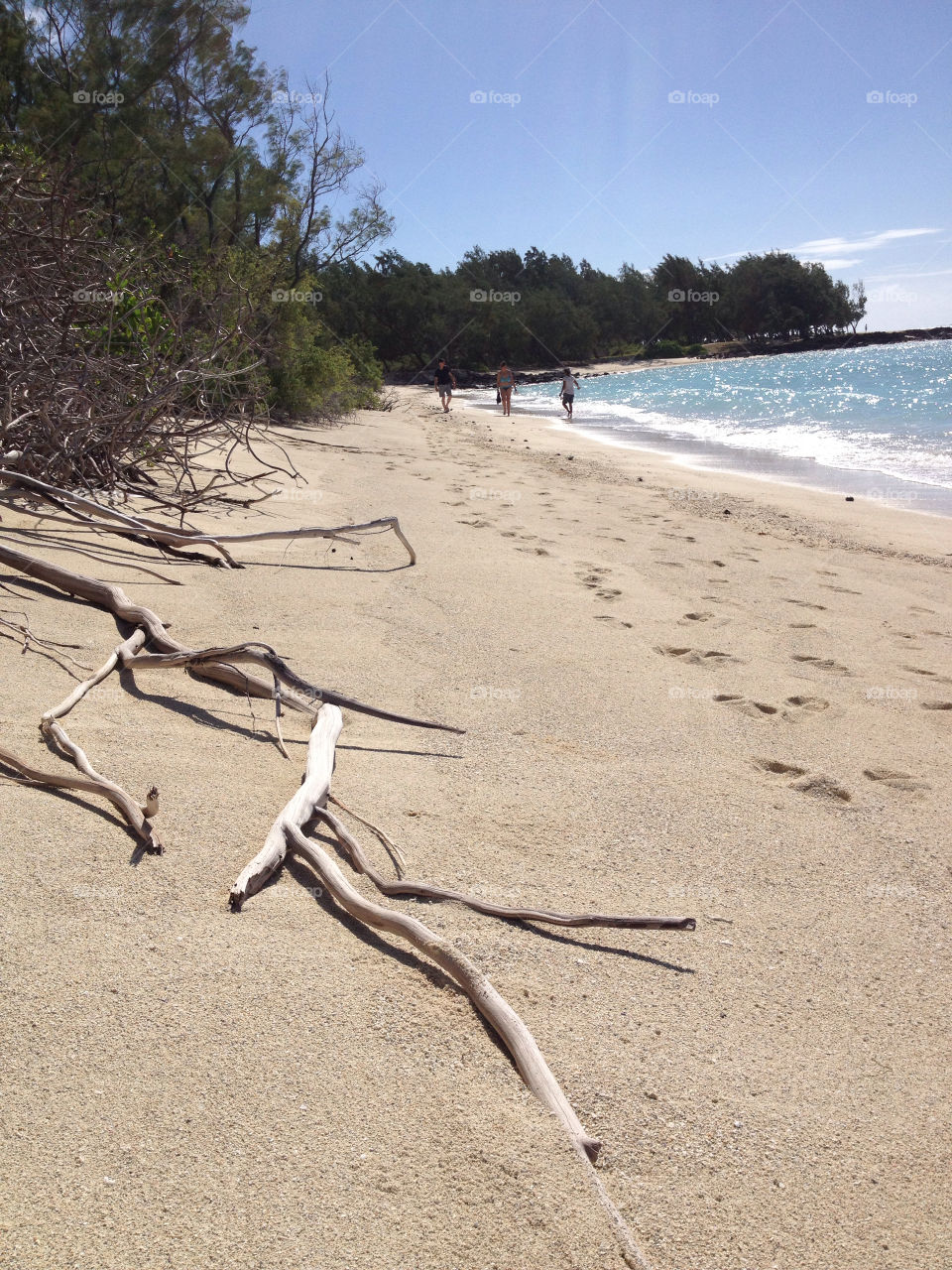 beach summer sunny trees by tanushri123