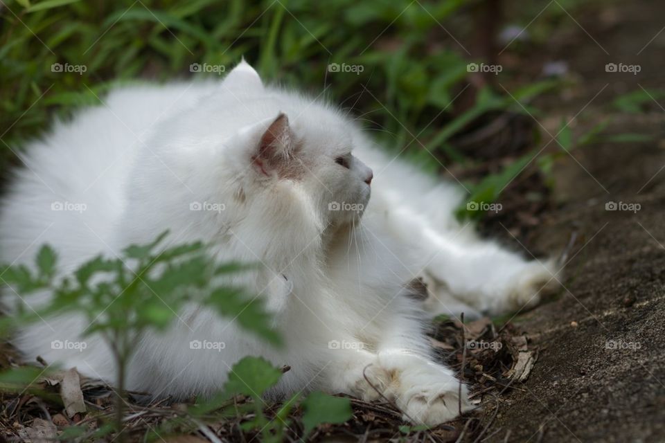 Cat in the Garden