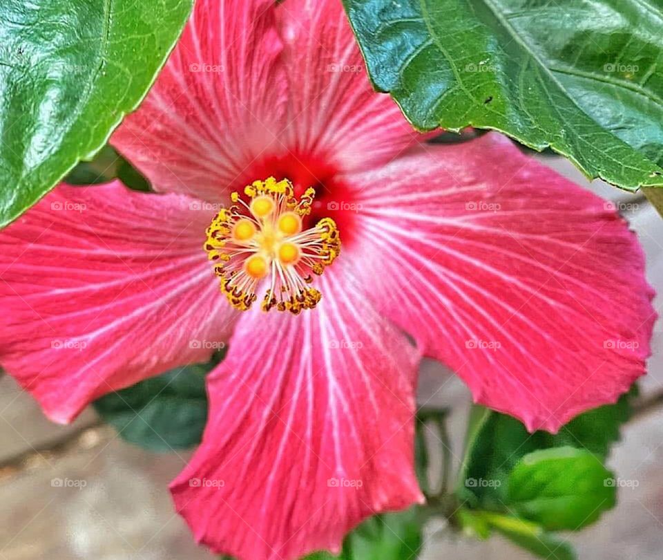 Hibiscus bloom