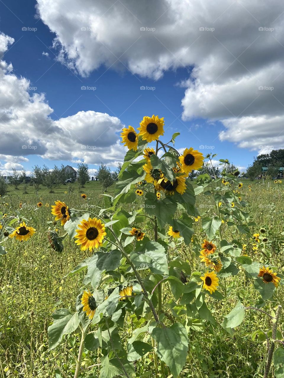 These sunflowers were so much taller than what it looks like! 