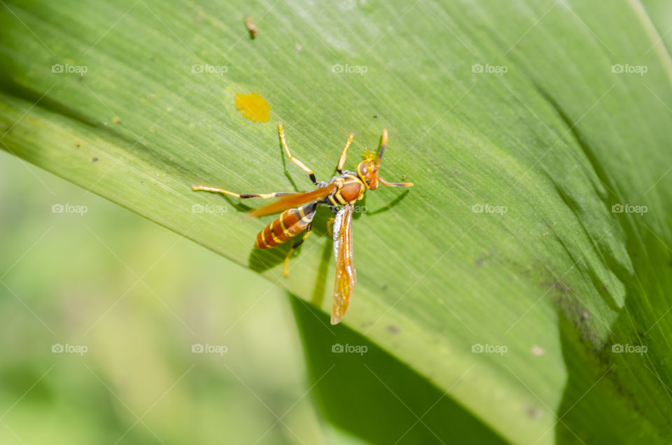 Polistes Exclamans Wasp