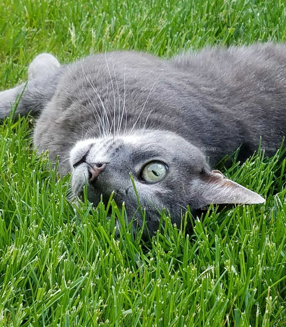 grey cat in grass