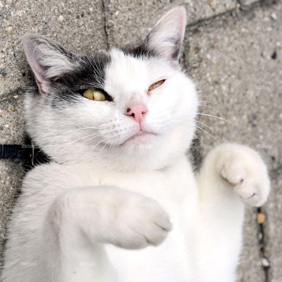 Close-up of sleepy cat