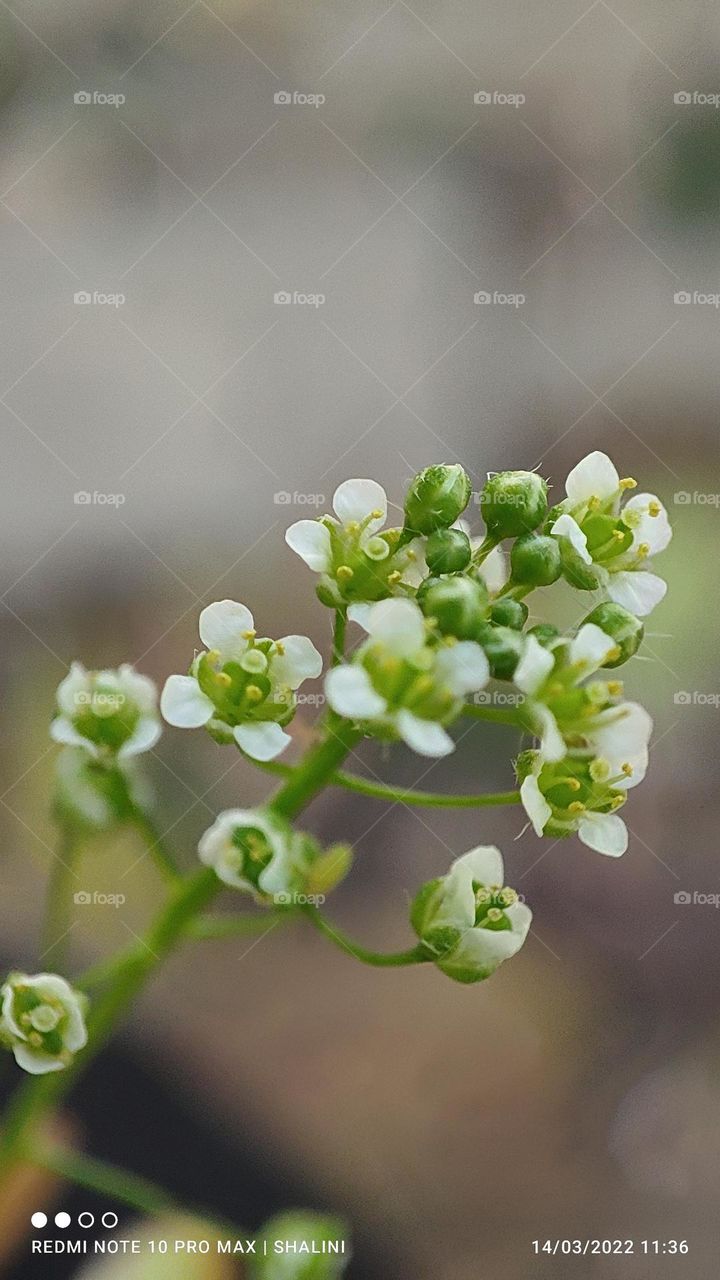 flower micro photography