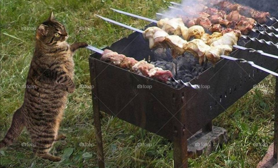 Katzen Wochenende 😂