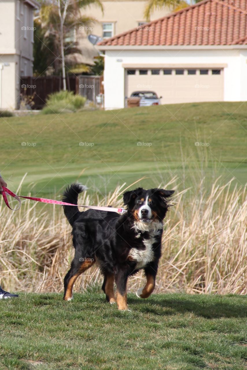 Dog Mountain Bernese 