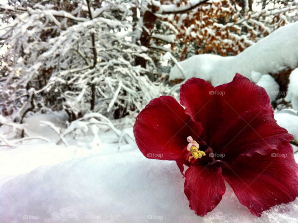 Snow flower