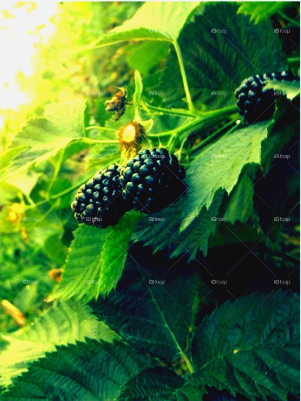 Blackberry