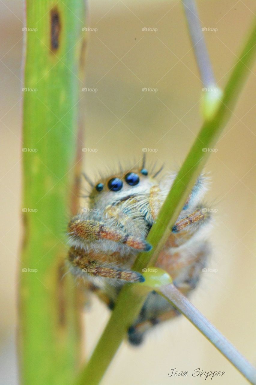 wolf spider