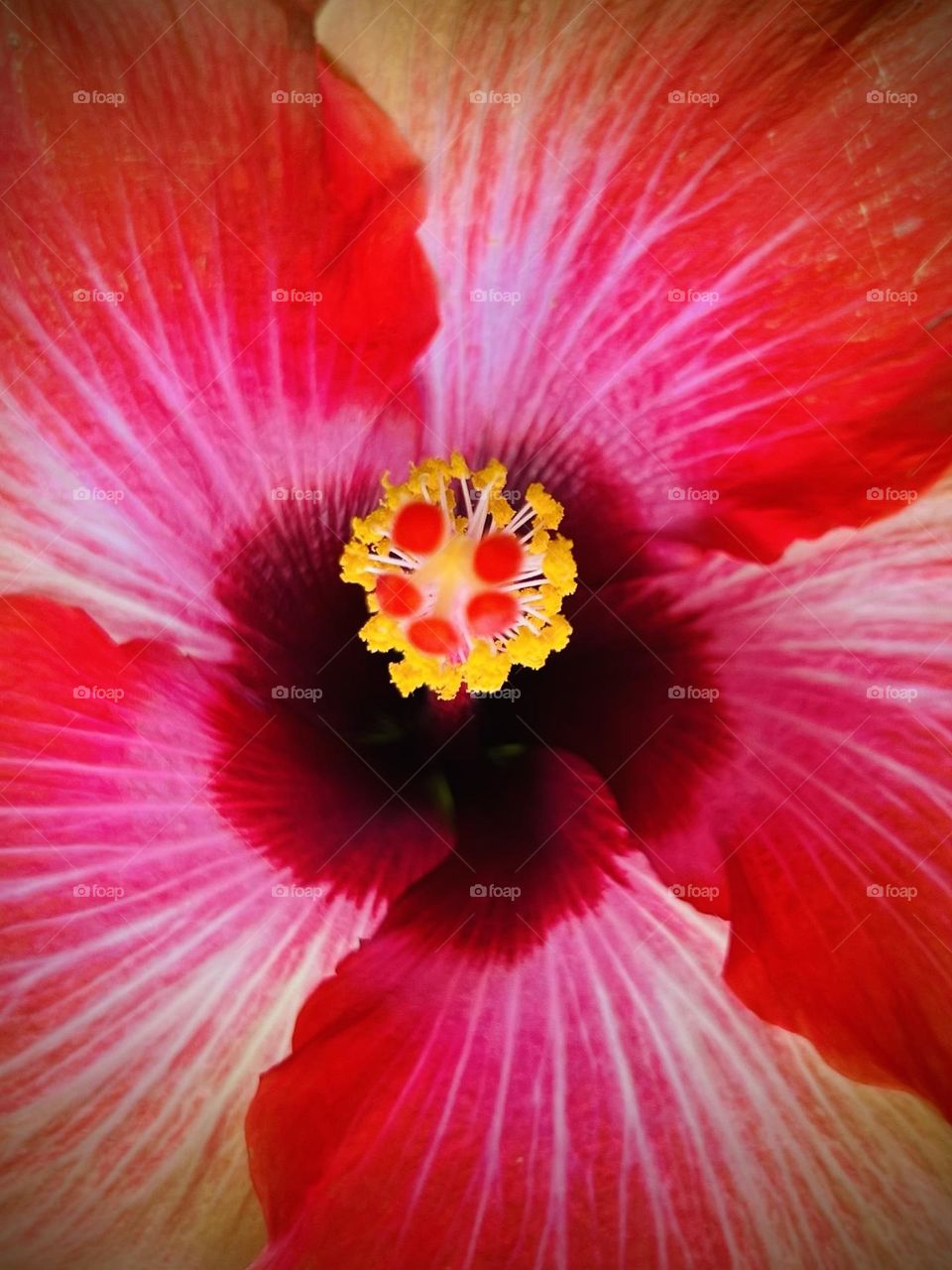 Close up of beautiful pink, white flower