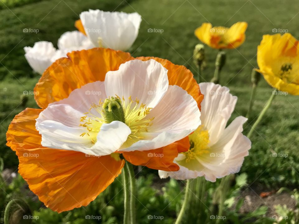 Poppy flowers