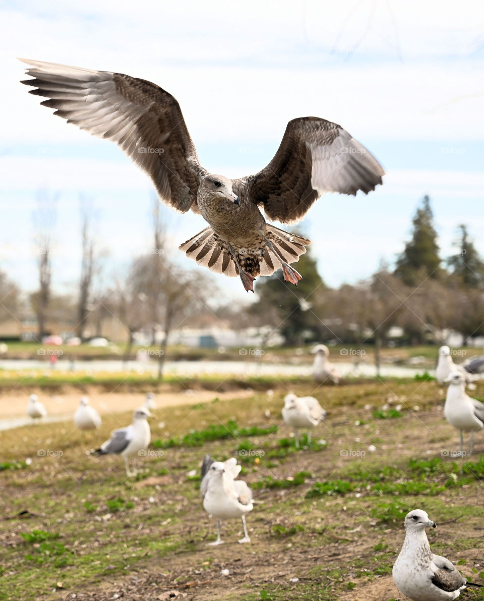 The seagull is ready to catch the food 