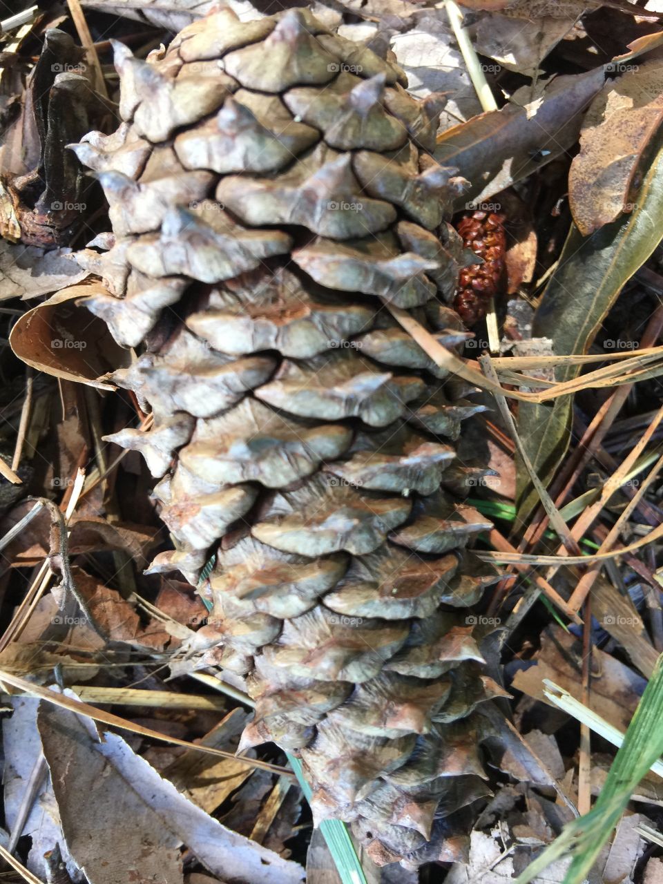 Pine cone