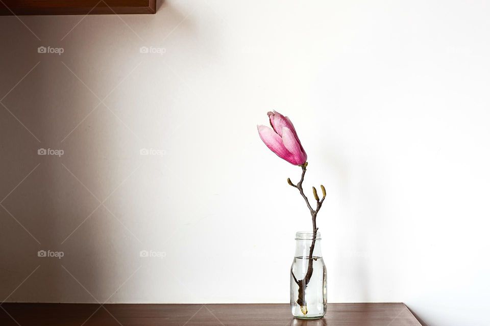 Pink magnolia flower in vase