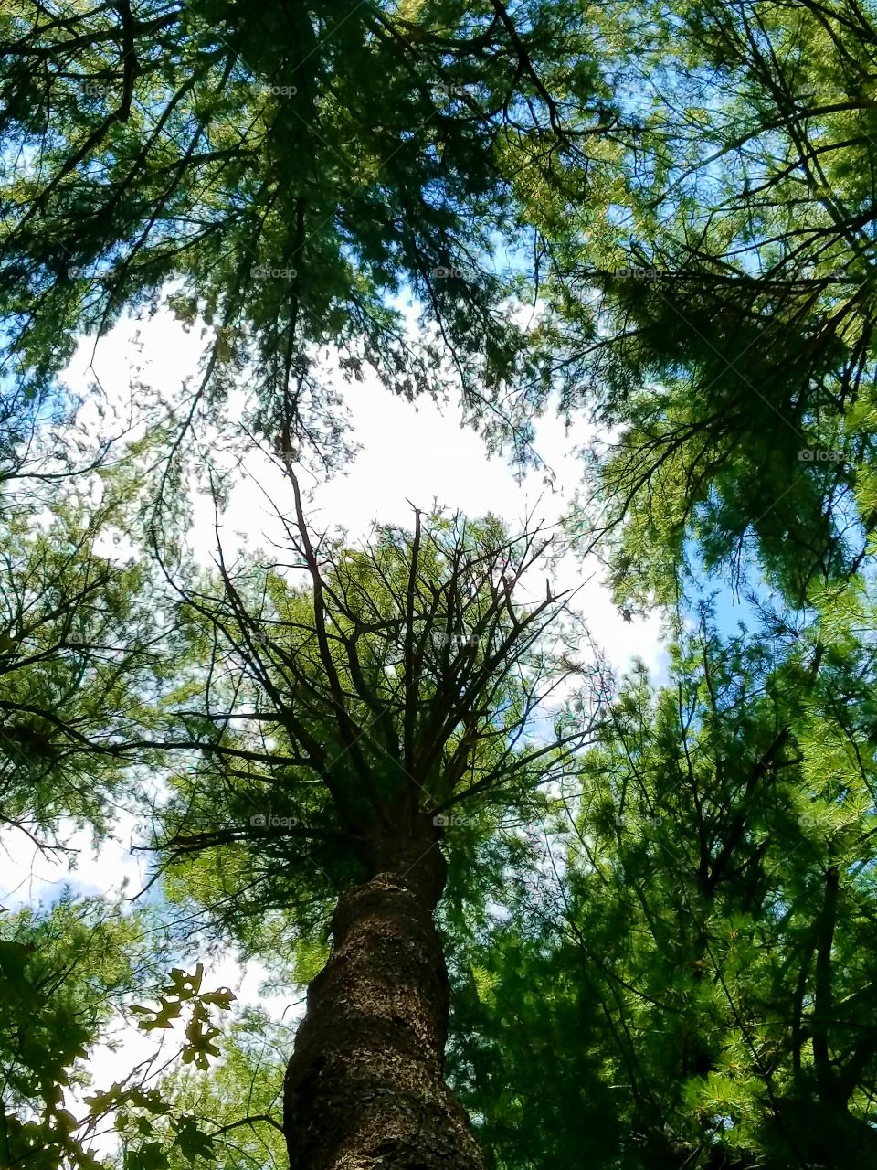 Pine trees look like palm tree tops, looking up.🌴🌴🌴