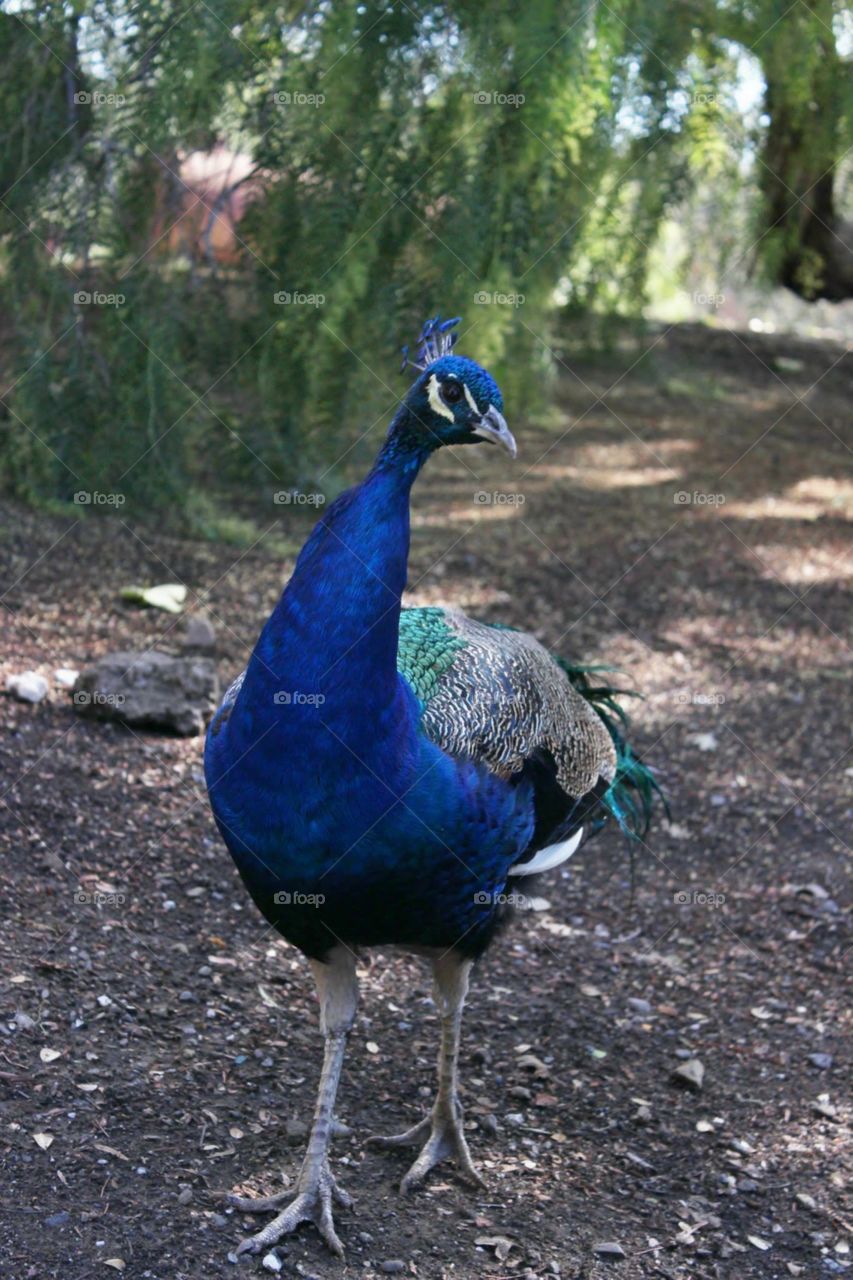 A peacock with a tree background 