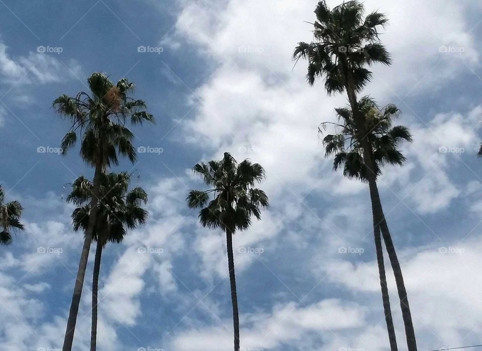 Palm Trees and a Clouded Sky
