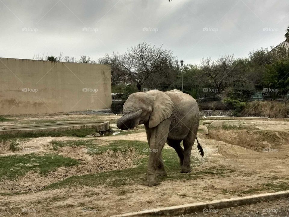 elephant