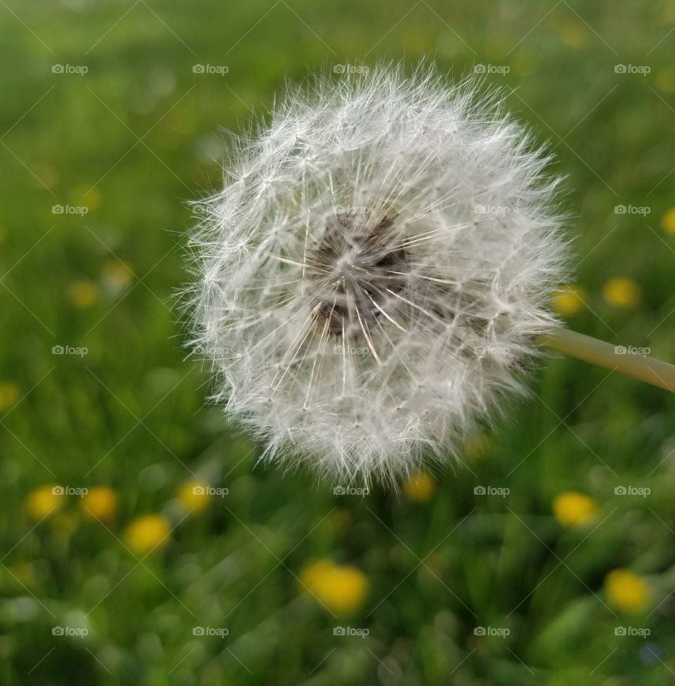 dandelion