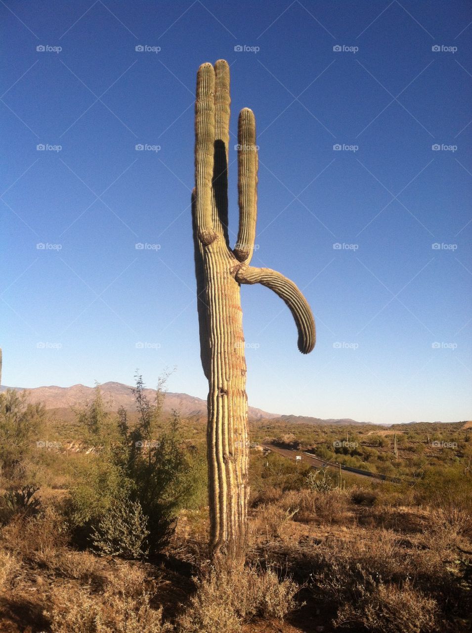 Poor cactus 