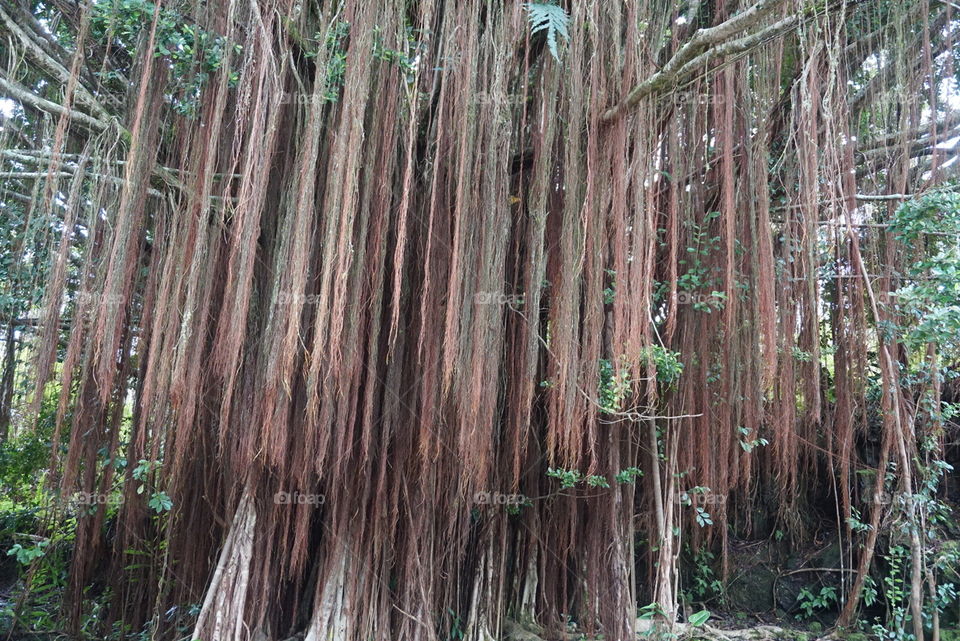 Hawaii amazing  root tree