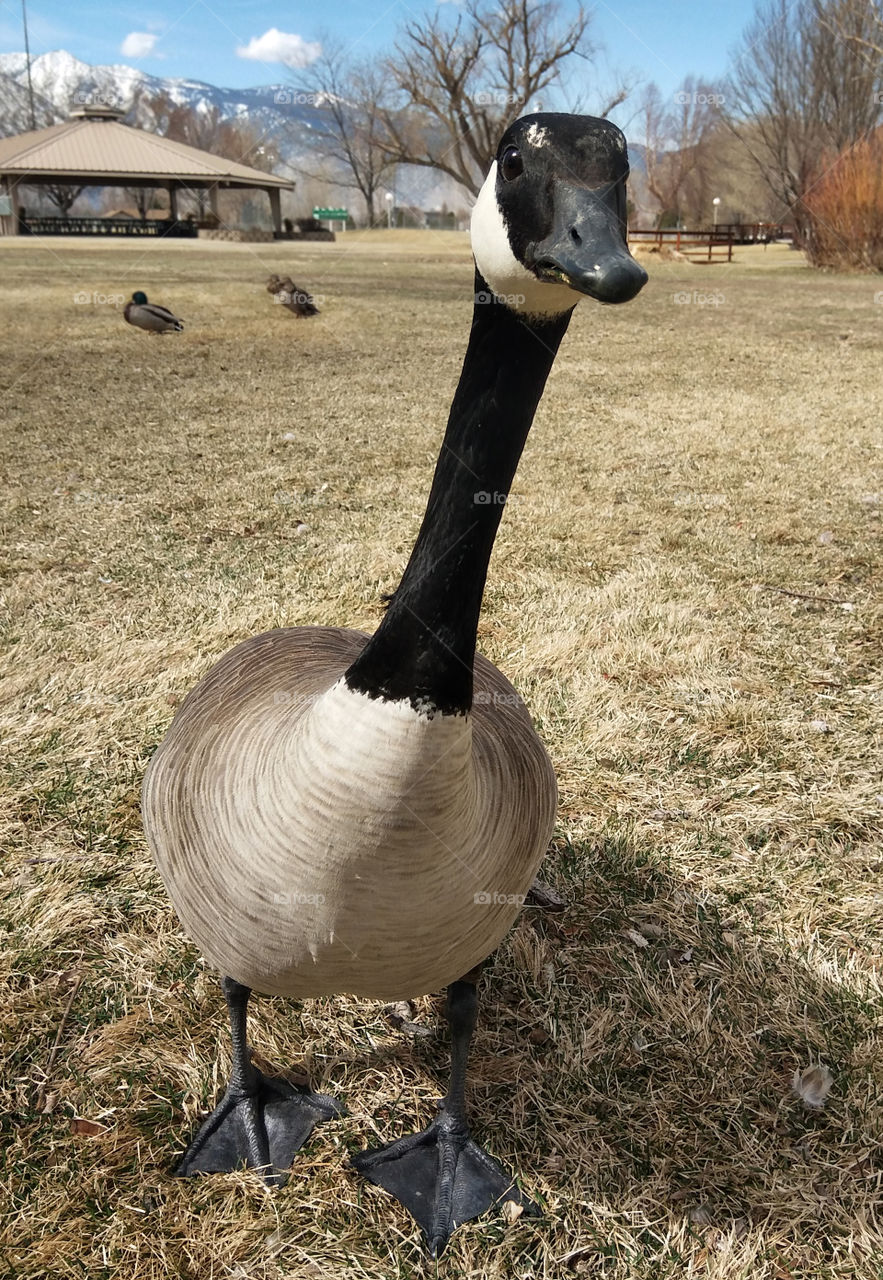 Canada Goose in a Park